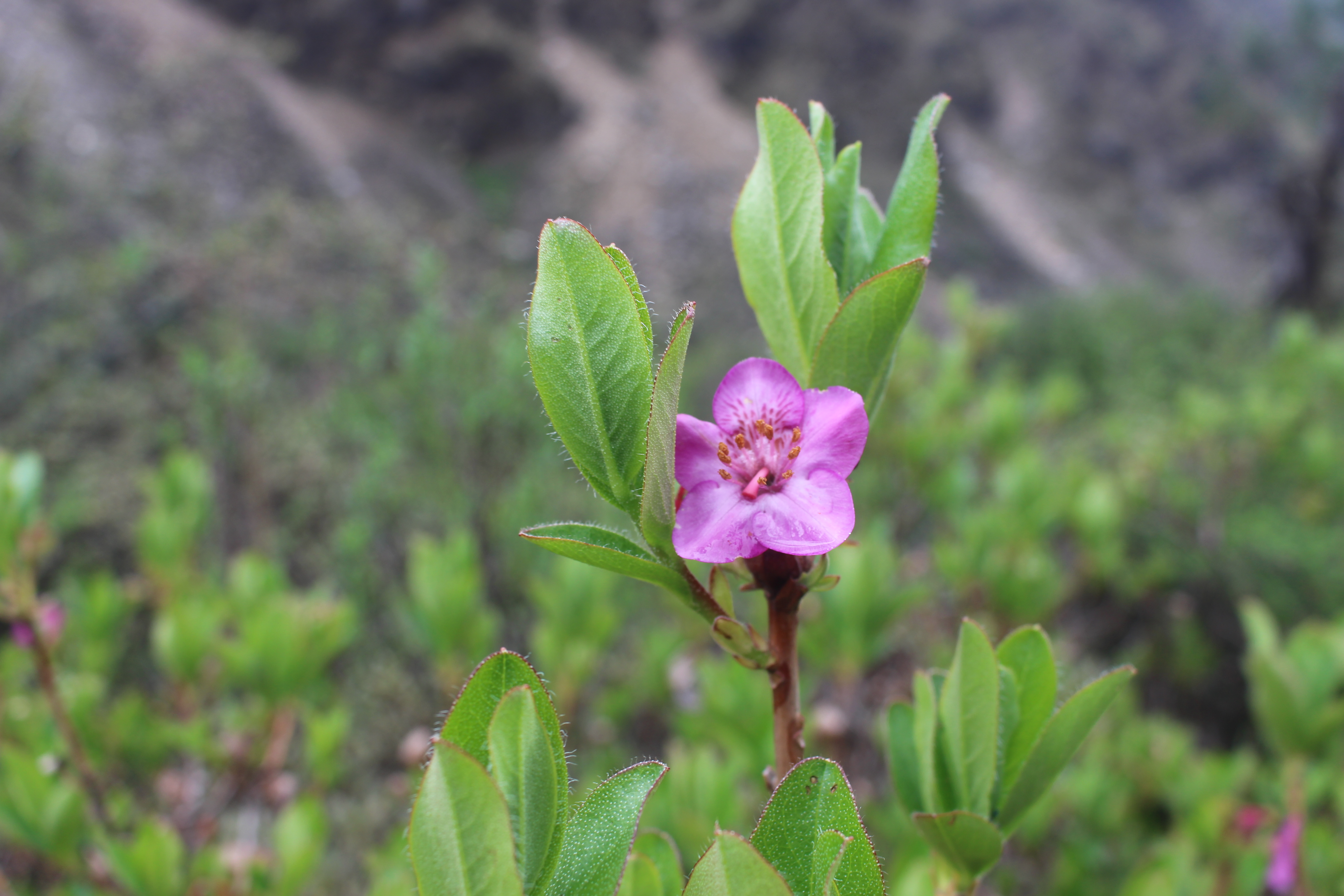 अन्नपूर्ण पदमार्गमा ढकमक्क ‘पोथ्रे गुराँस’