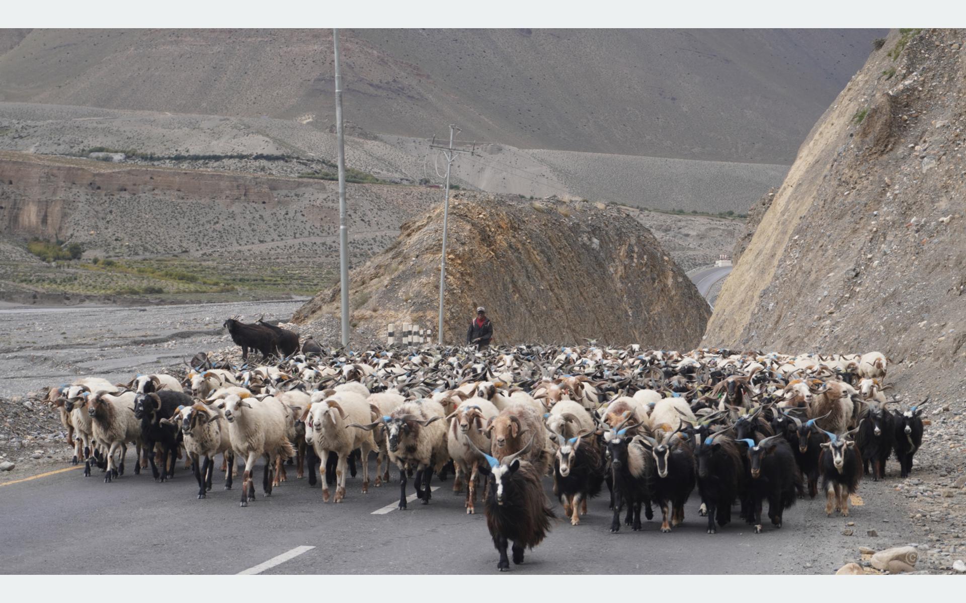दसैँका लागि तेह्र हजार बढी भेडाच्याङ्ग्रा मुस्ताङ हुँदै अन्य जिल्ला पठाइयो