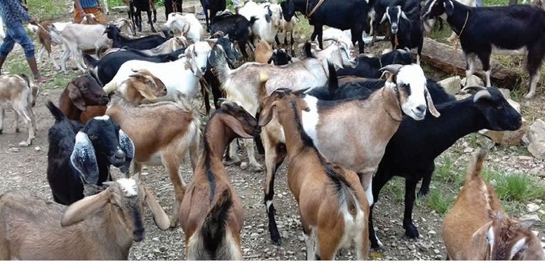 हेटौंडामा खसी-बोकाको कारोबार सुस्त, मूल्य भने उकालो