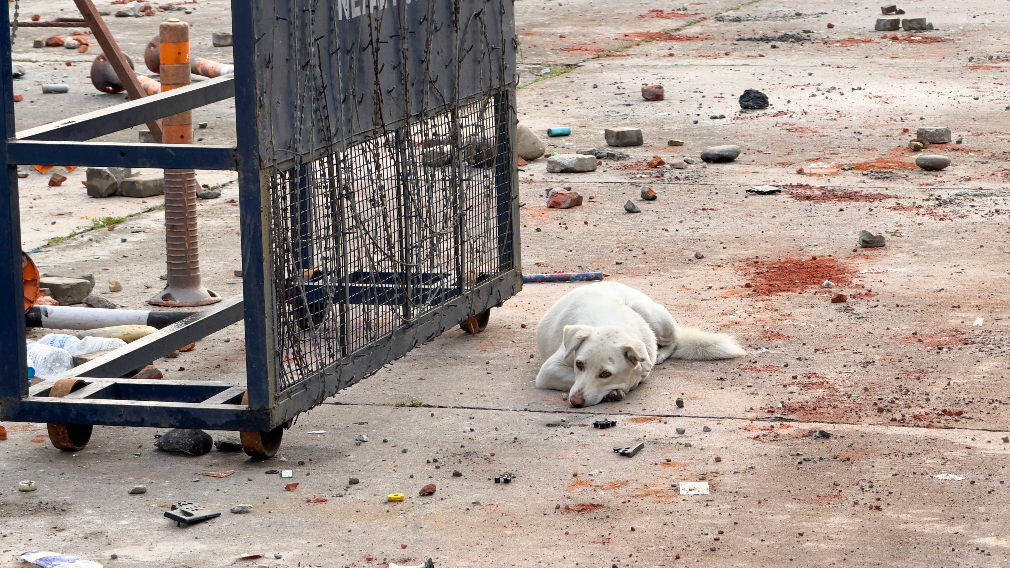 आजको फोटो: संसद भवन कुरेर बसिरहेको सेतो कुकुर