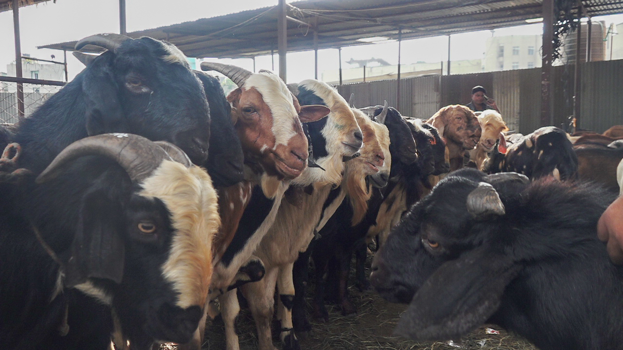 धरान कृषि बजारबाट दुई अर्ब ४० करोडको खसीको कारोबार