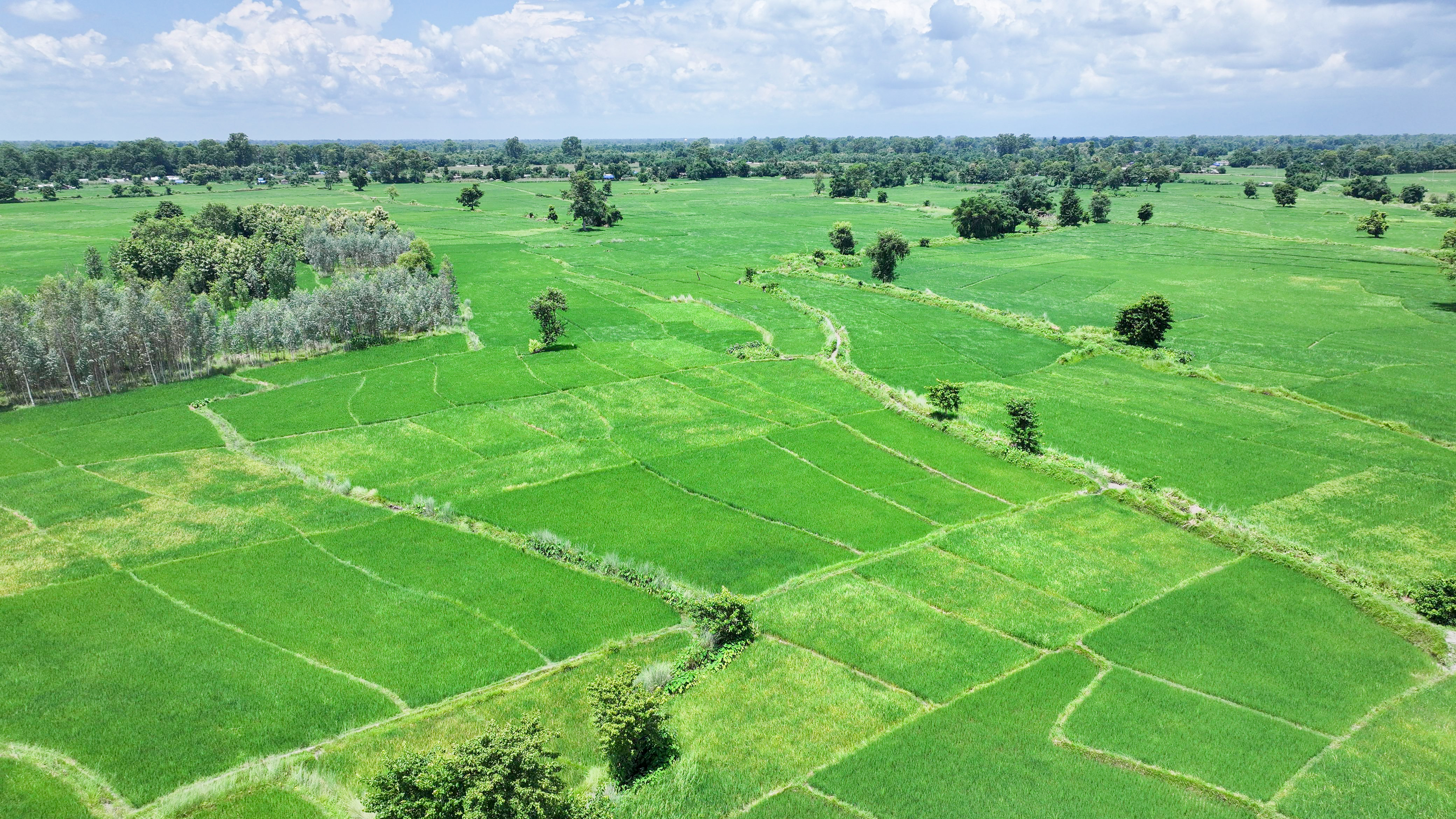 ठाकुरद्वाराको हरियाली धानखेत (फोटोफिचर)