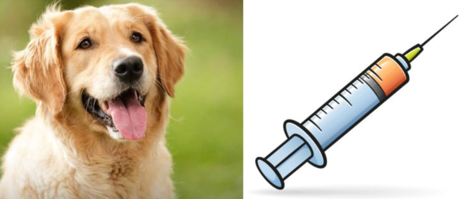 विश्व रेबिज दिवसः विभिन्न कार्यक्रमको आयोजनागरी मनाईँदै