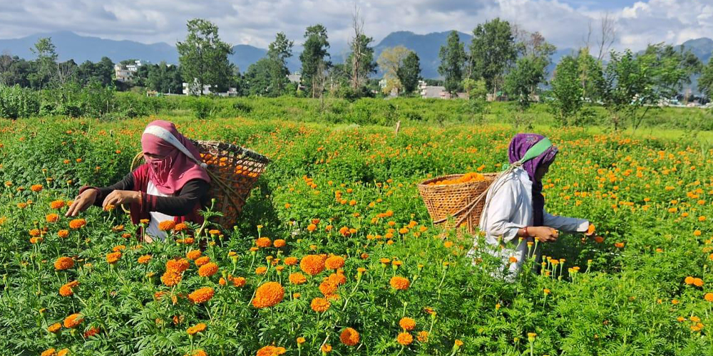 बेमौसमी फूलखेती गरेर १५ लाख आम्दानी