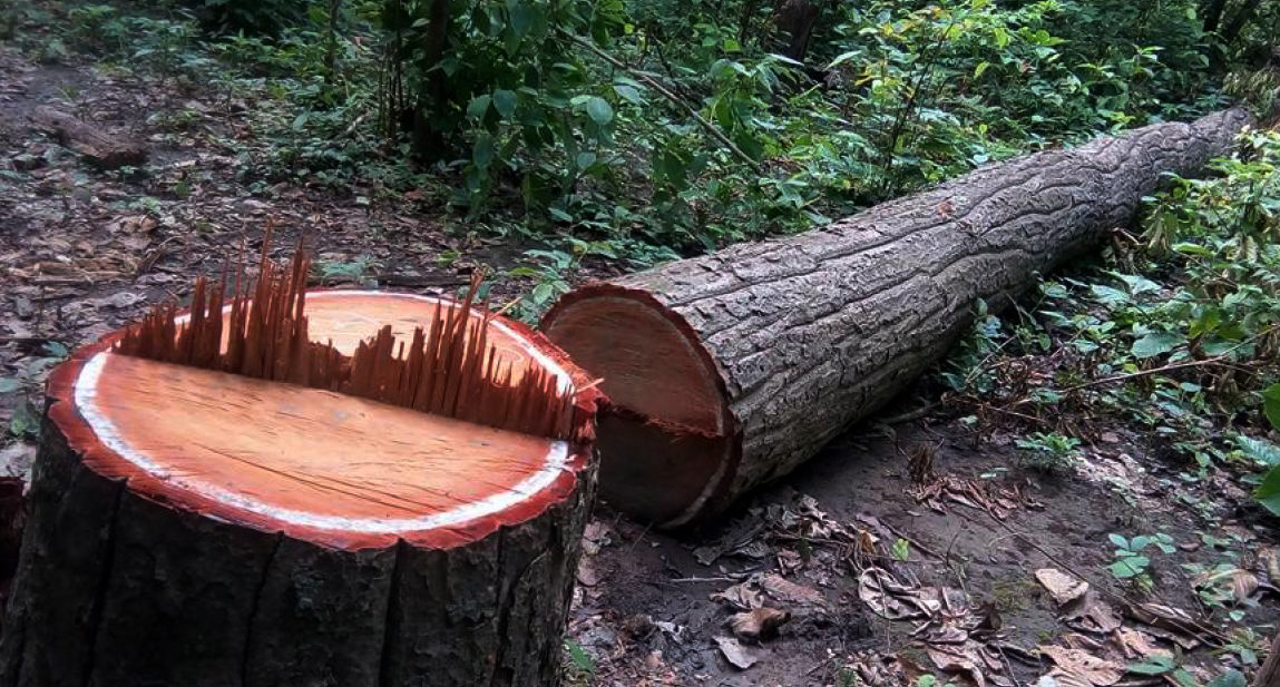 जेनजी आन्दोलनका नाममा बर्दिवासमा एक सय ८३ वटा सालका रुख कटान