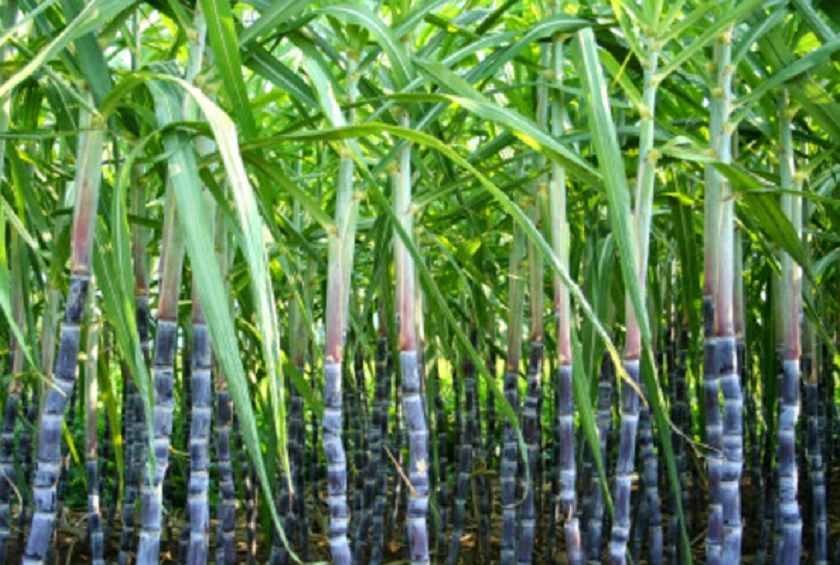 उखुको मूल्य तोक्नुअघि अध्ययन सुरु