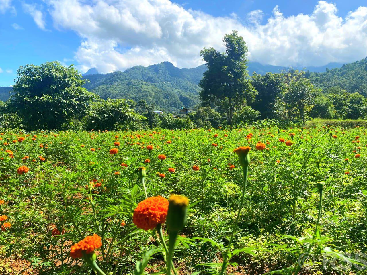 सयपत्री फूलखेती विस्तार