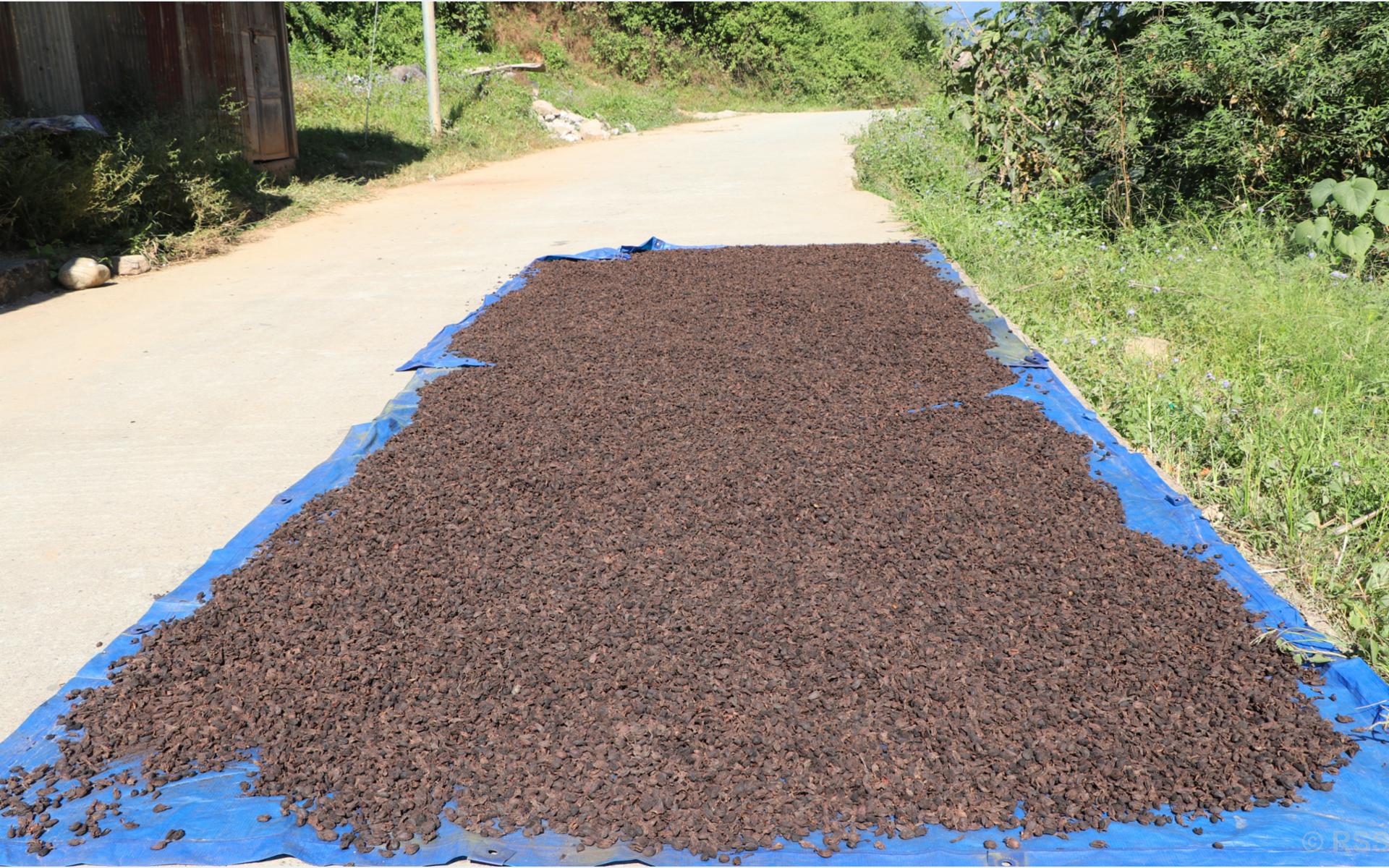 अलैँचीको मूल्य घट्यो, प्रतिमन ८० हजार