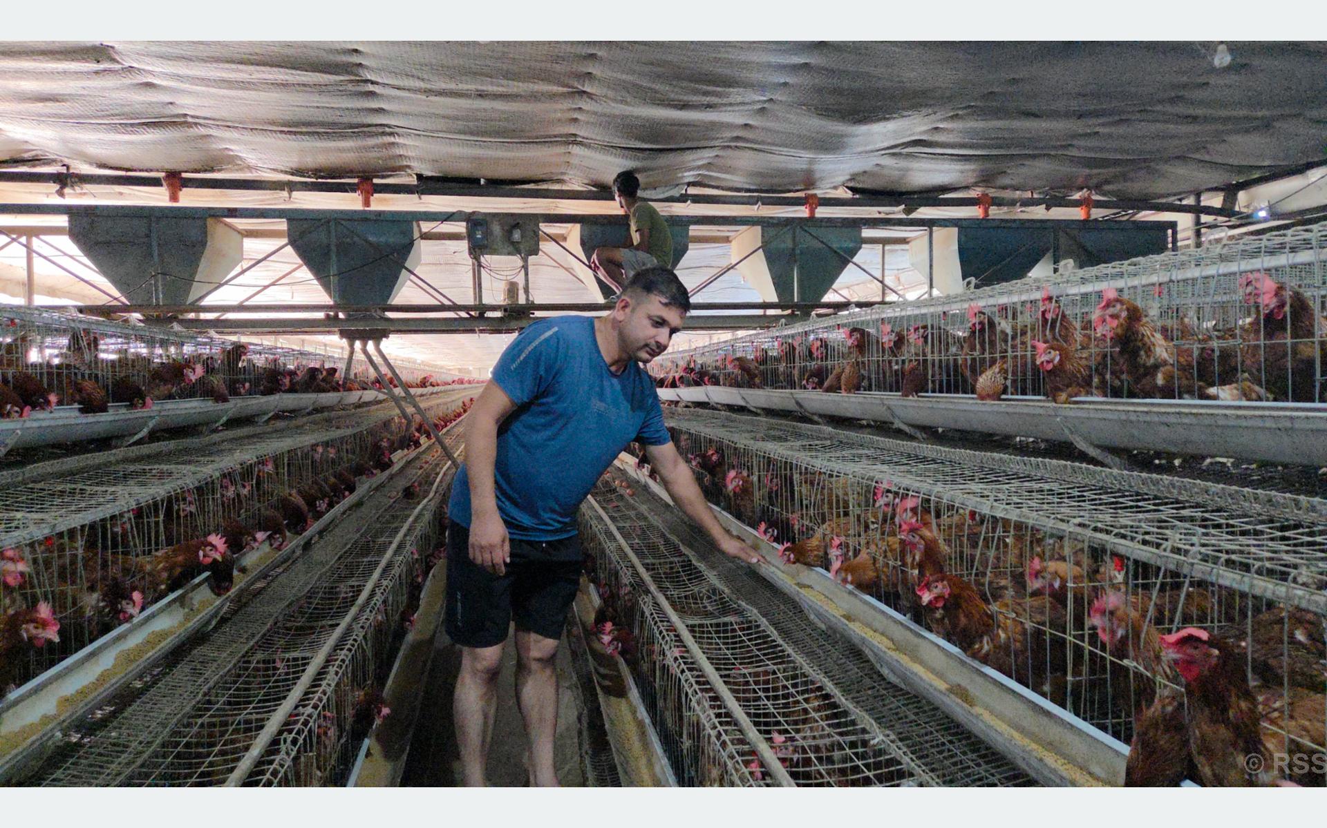 सरकारी सेवा छाडेर कार्की बने सफल उद्यमी