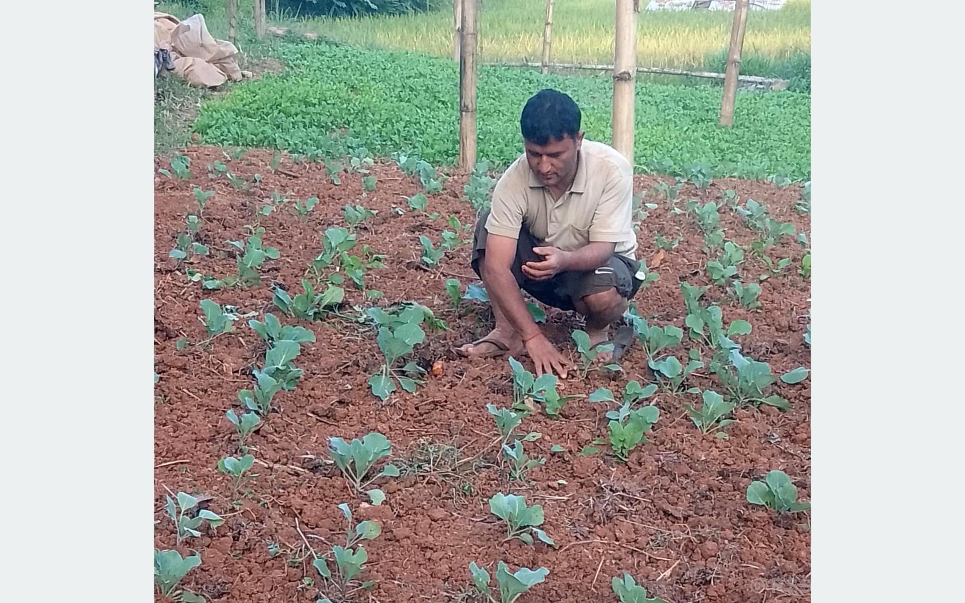 व्यावसायिक कृषिमा युवाको आकर्षण