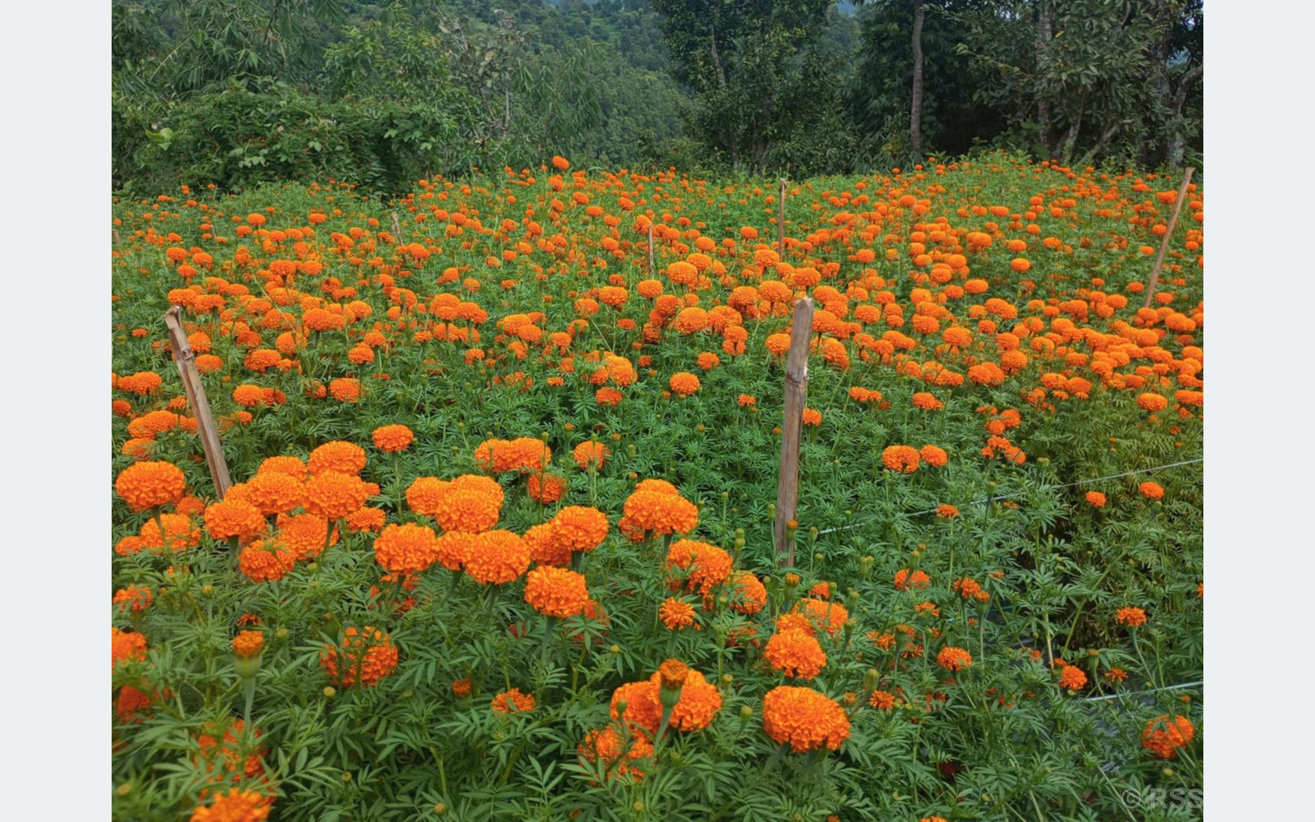 फूलखेतीबाट एक याममा पाँच लाख बढी आम्दानी