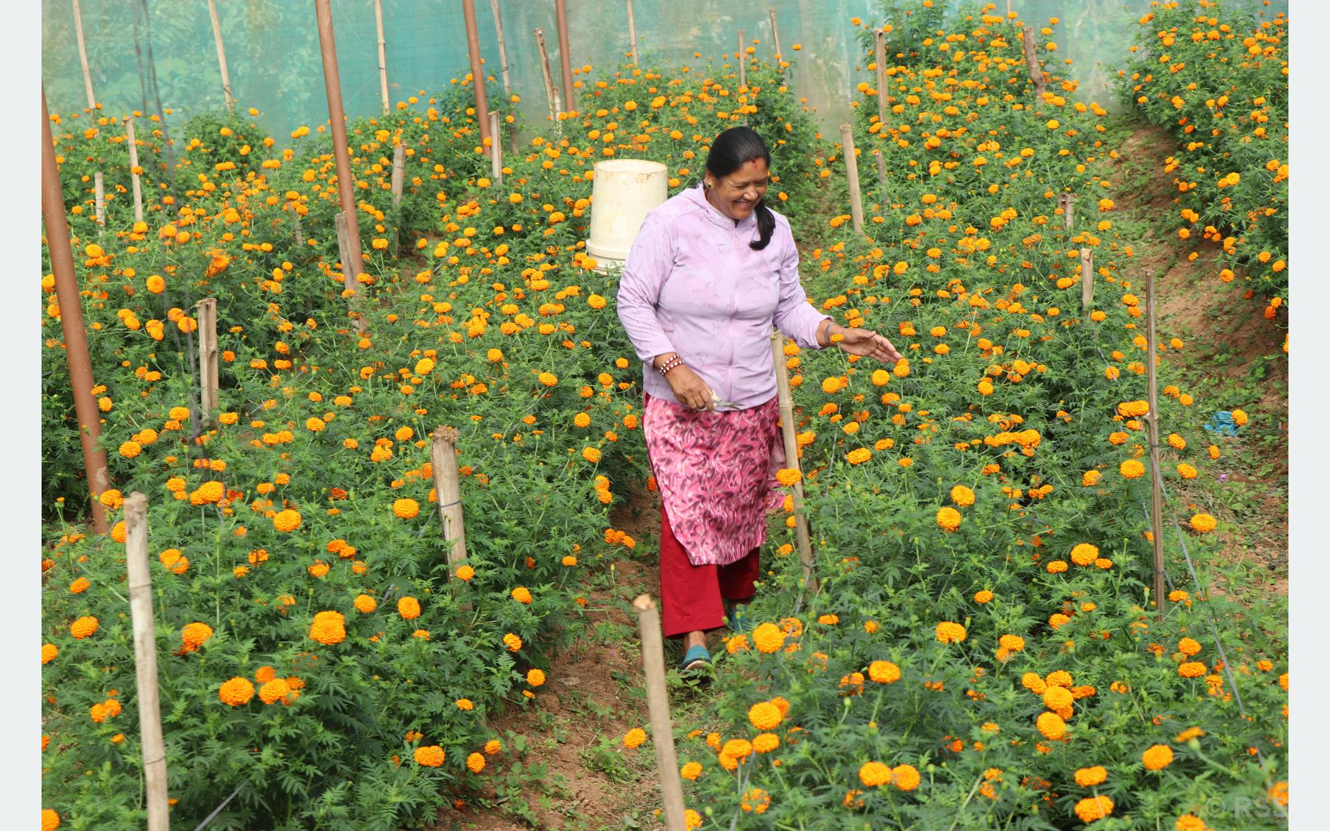 घरघरमै पुगे व्यापारी, बढ्यो फूलको मूल्य
