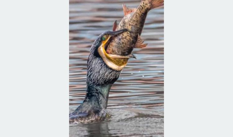 रुपा तालमा माछाको उत्पादन घट्यो