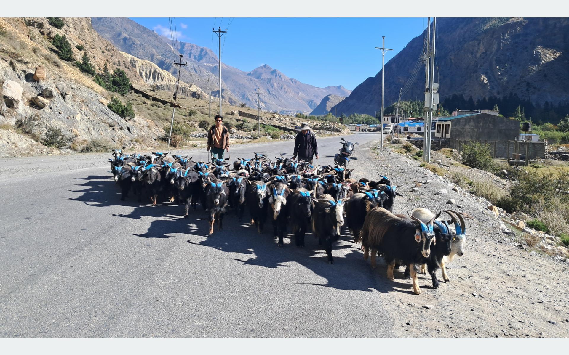 तिहारका लागि मुस्ताङमा भेडाच्याङ्ग्रा बिक्री