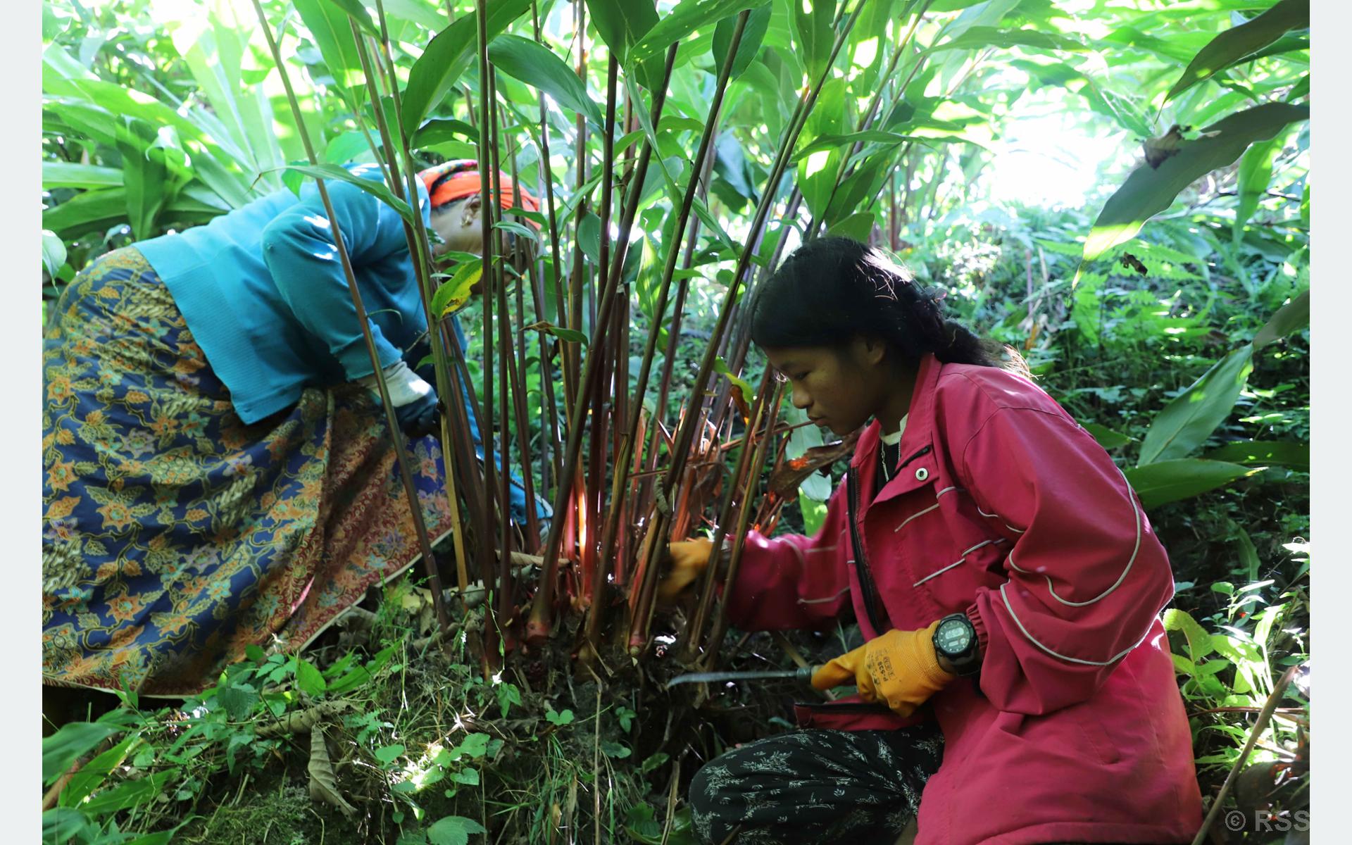 अलैँचीको मूल्य पाउँदा किसान उत्साहित