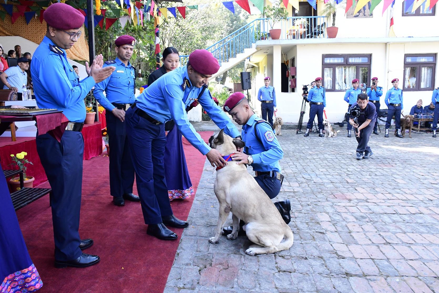 नेपाल प्रहरी केनाइन कार्यालयमा कुकुर पूजा, ‘टाइगर’ कुकुर पुरस्कृत