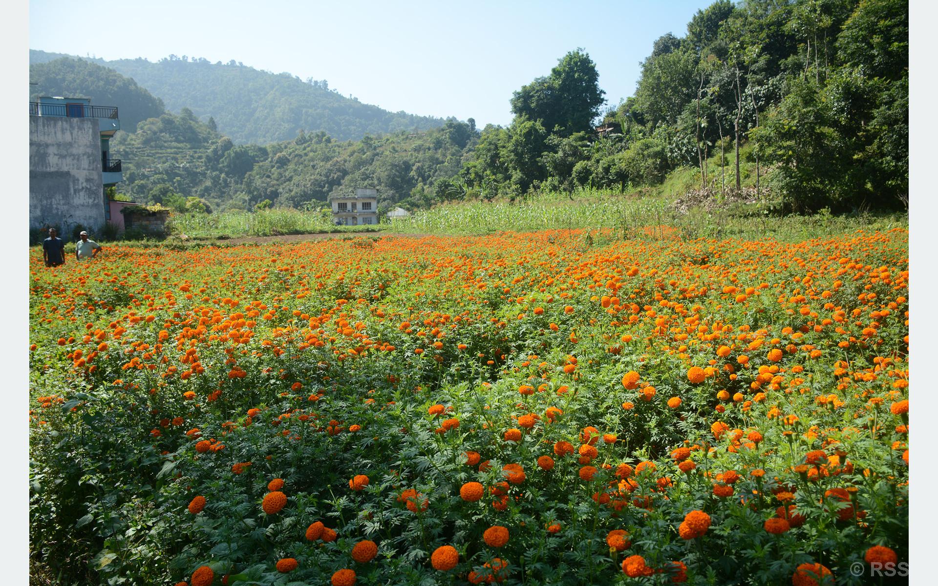 सयपत्री फूल बिक्री भएपछि किसान खुसी