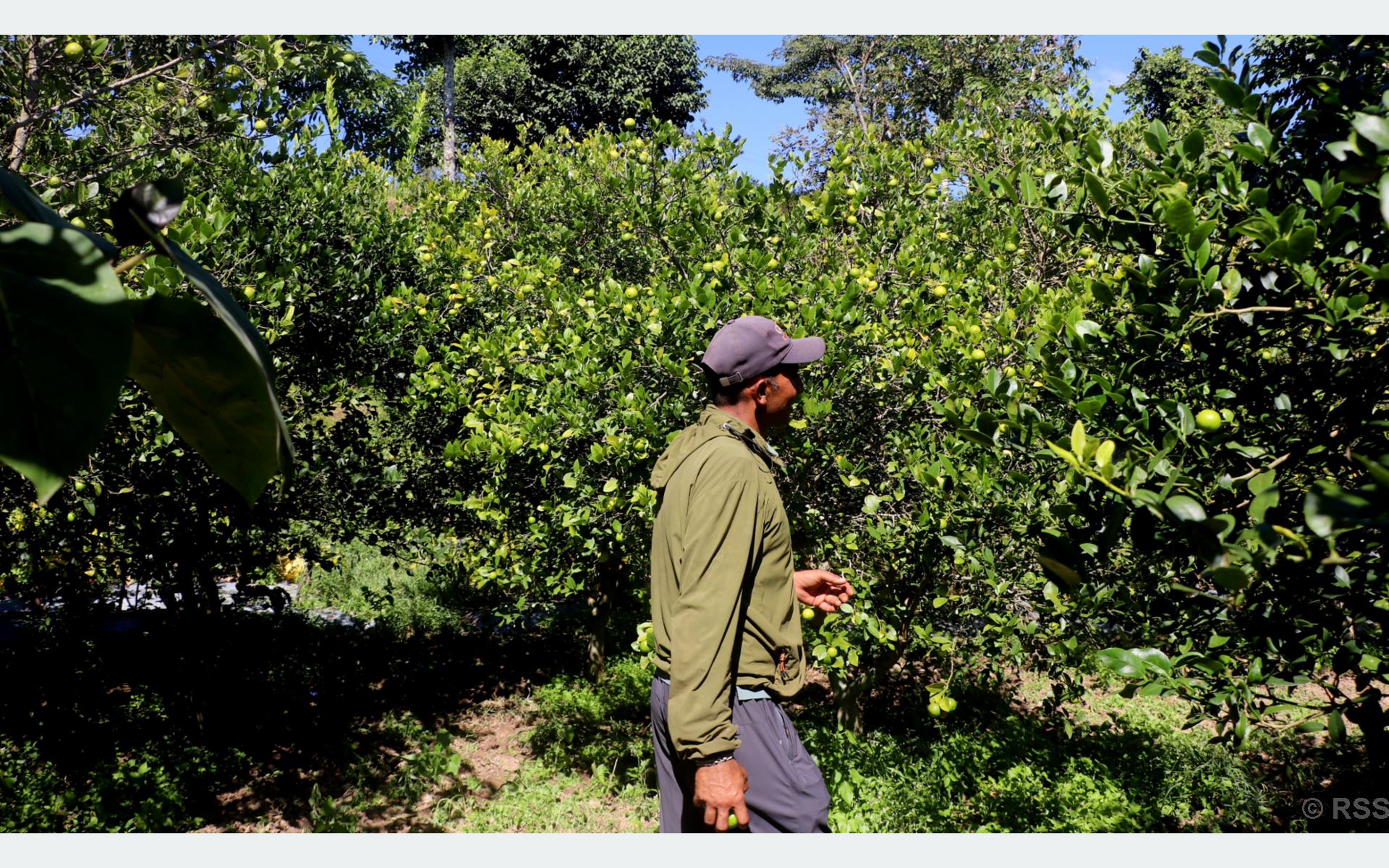 कागती बिक्री गरेर तीन लाख आम्दानी