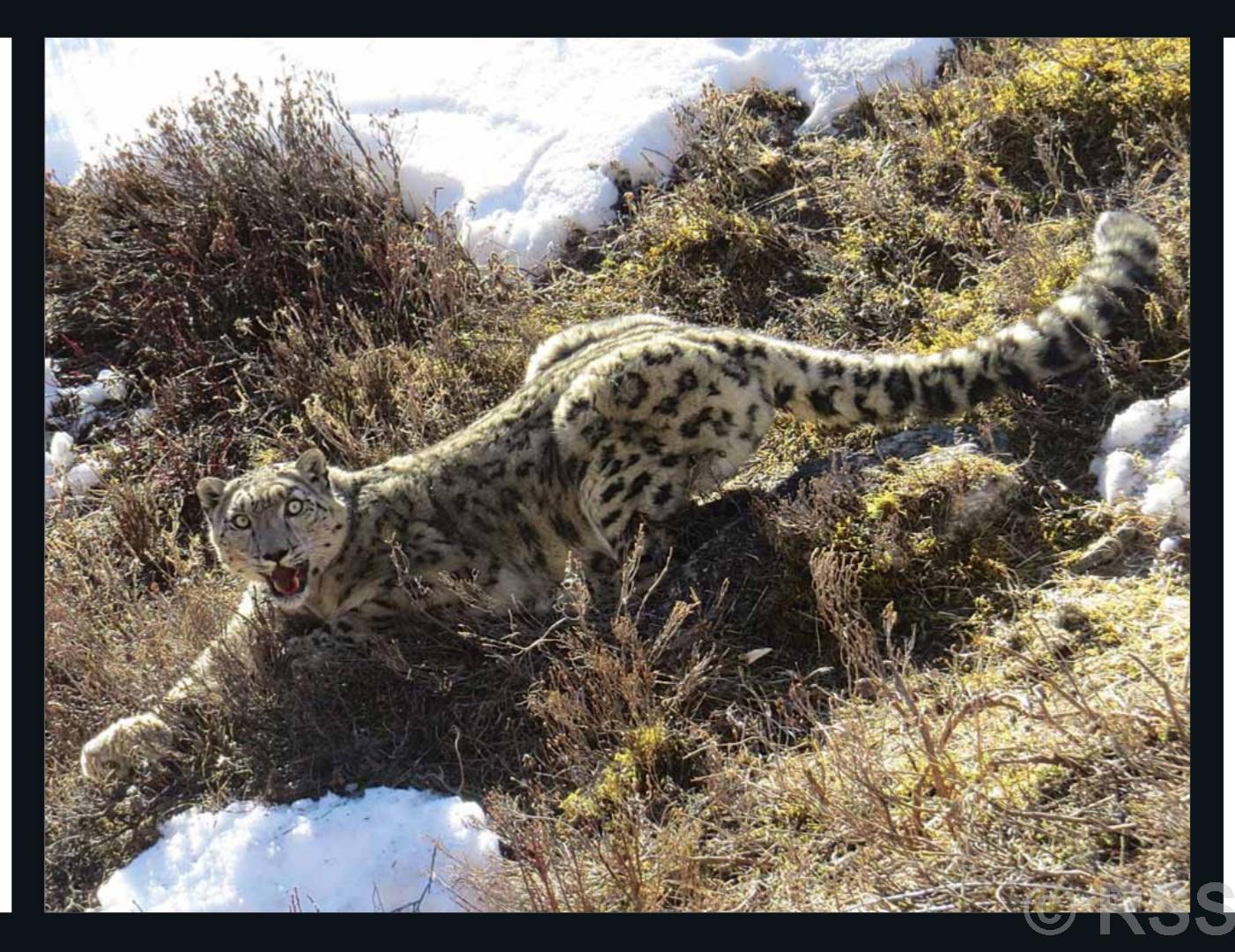 विश्व हिउँचितुवा दिवस : बासस्थान ह्रास र आहारा प्रजाति कमीको चुनौती