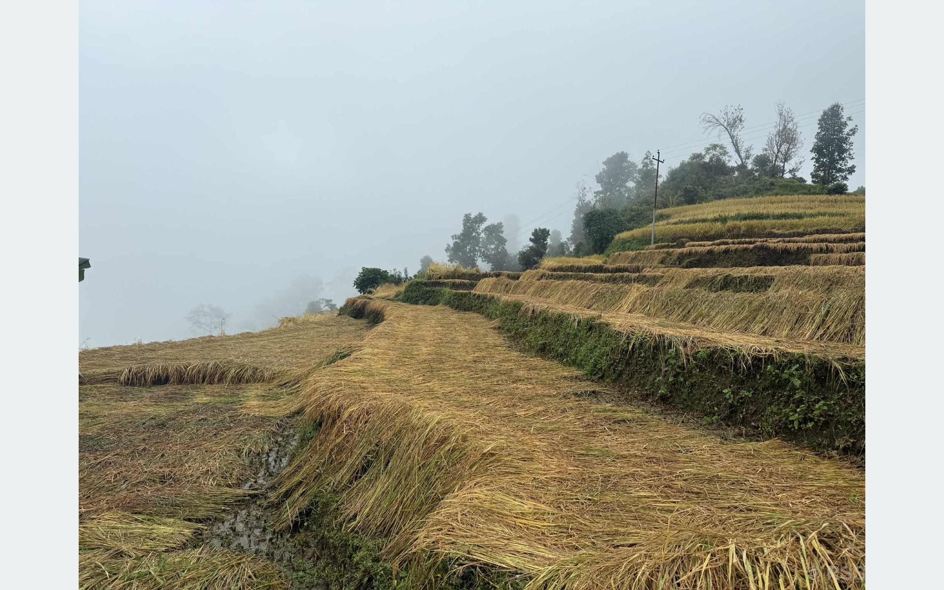 पर्वतमा धानबालीमा क्षति पुगेका कृषकलाई राहत दिइने