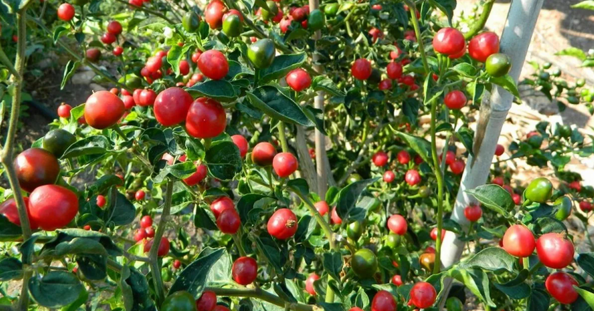 पौवादुङमाको खुर्सानी खेती : बाह्य जिल्लाका किसानको ‘सिकाइ तथा अध्ययन केन्द्र’