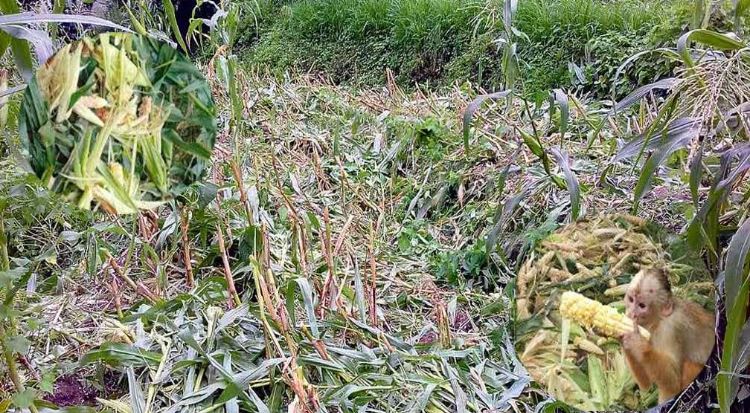 बाजुरामा बाँदरको आतंकः बालीनाली सखाप