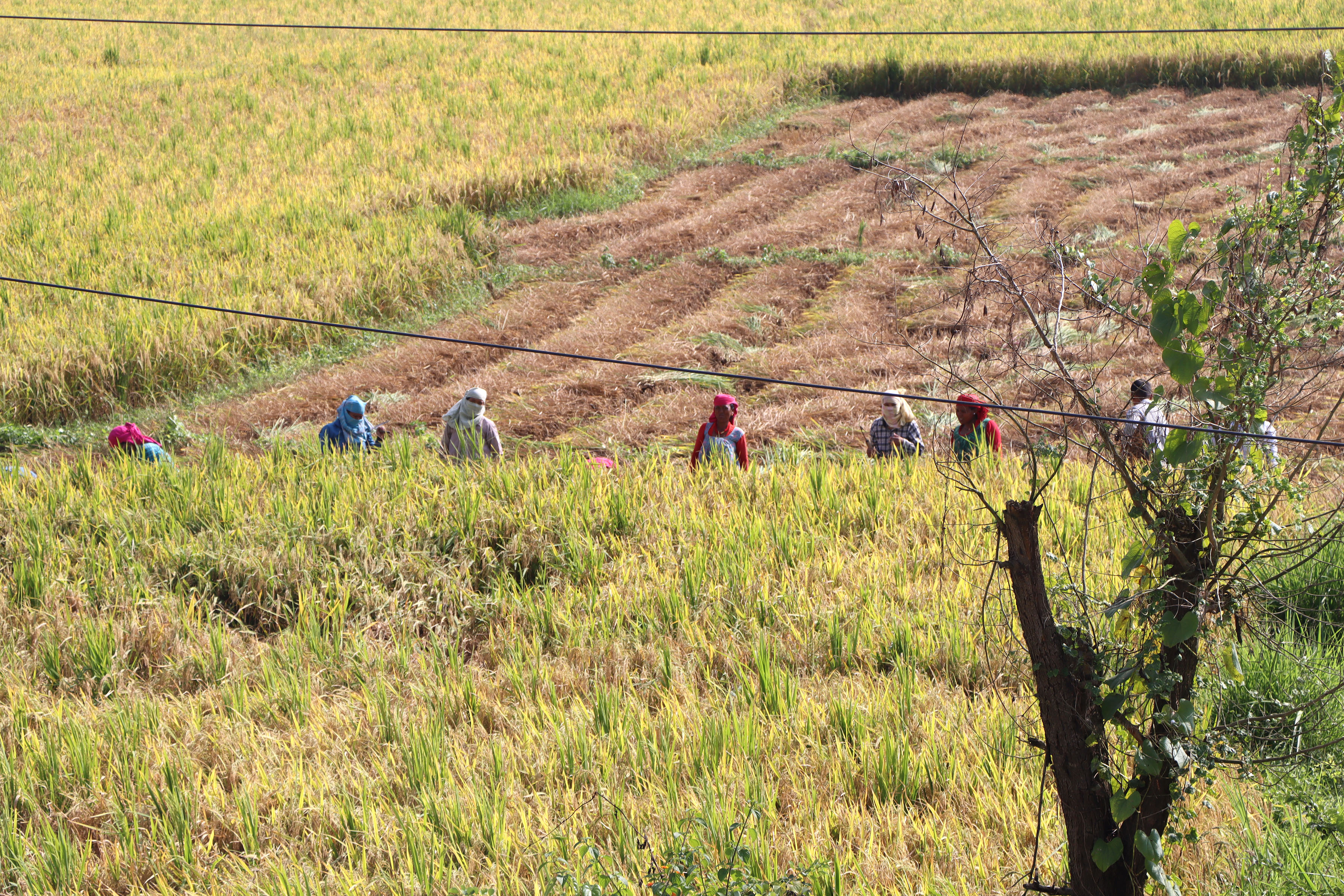 बेमौसमी वर्षाका कारण धान उत्पादनमा ३ लाख मेट्रिक टनले कमी आउने