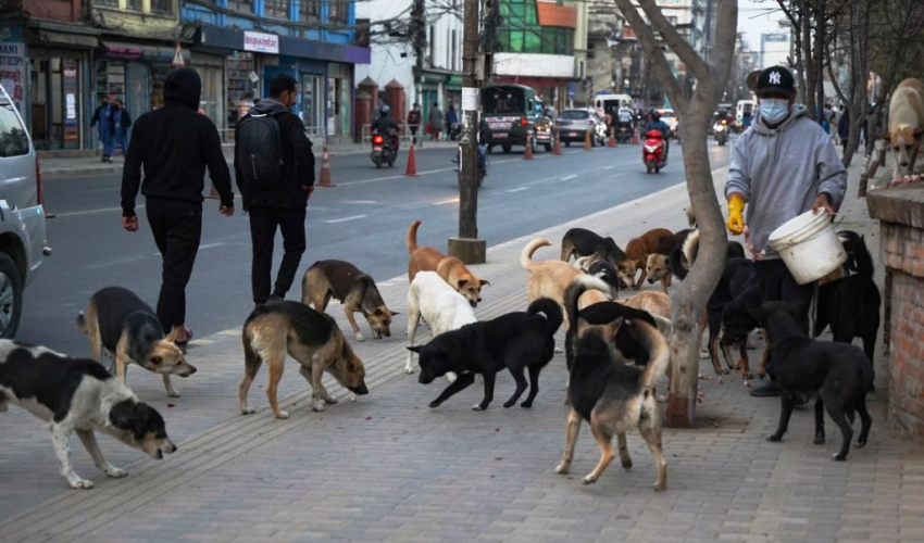 कुकुर र बिरालोको बन्ध्याकरण गर्दै काठमाडौं महानगर