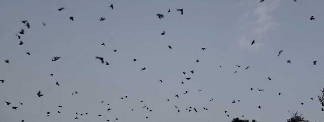 नारायणहिटी दरबार अगाडि  ‘काग सम्मेलन’