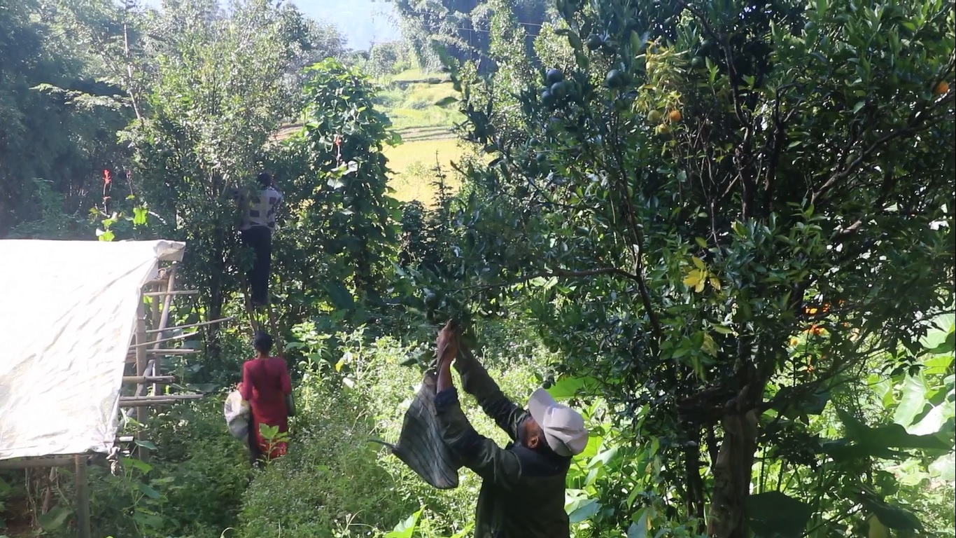 बाँदरले दुःख दिएपछि समयअगावै किसानले टिपे सुन्तला