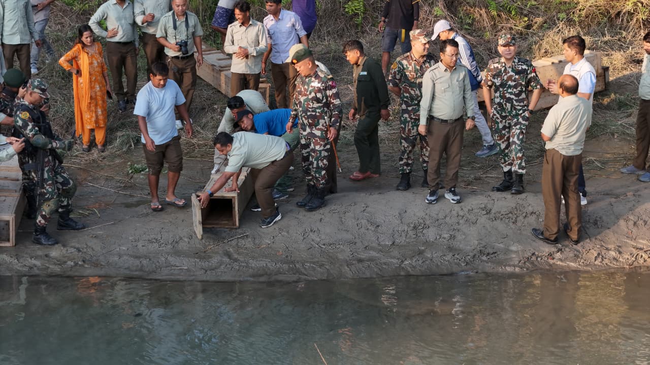 बर्दियामा तेस्रोपटक गोही प्राकृतिक बासस्थानमा छाडियो