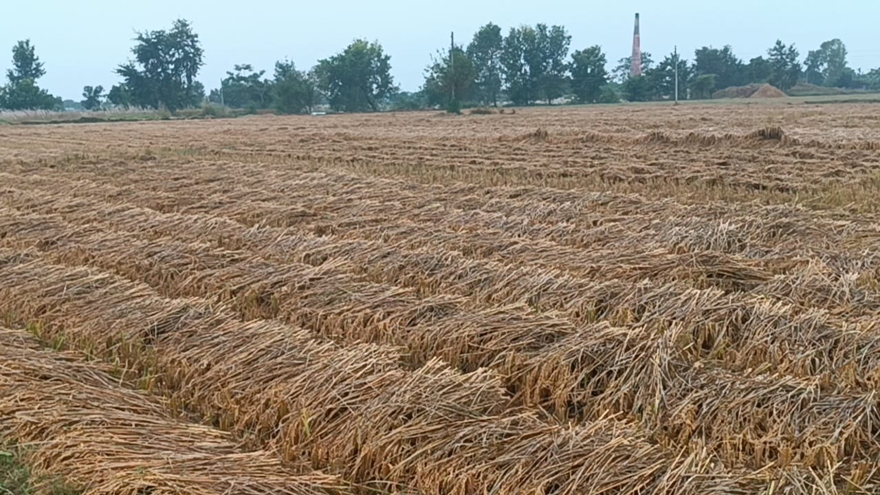 धान भित्र्याउने बेला वर्षाले समस्या