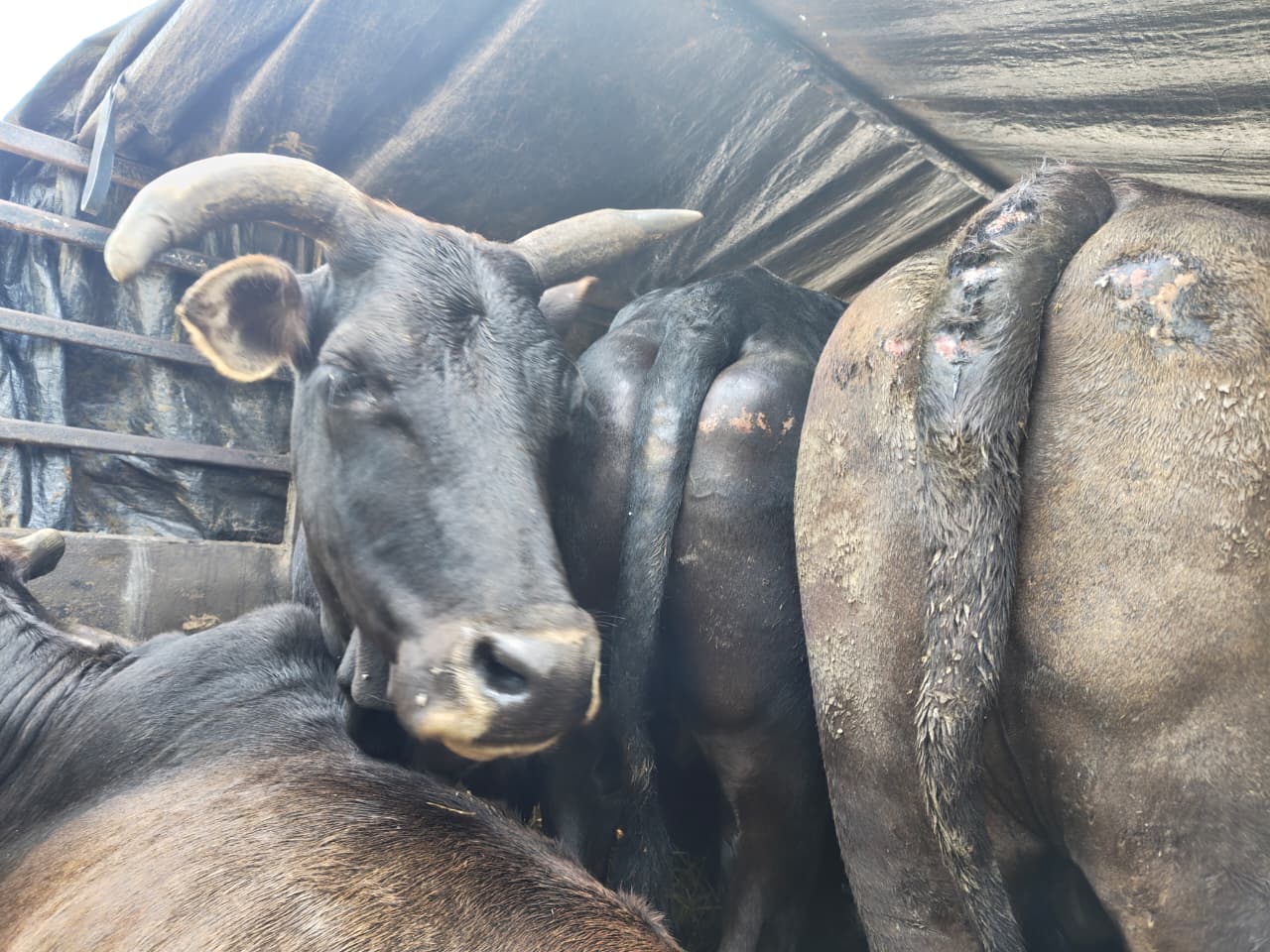 अवैध गाई–गोरु तस्कर नियन्त्रणमा, दुई गाडीबाट ११ पशु बरामद