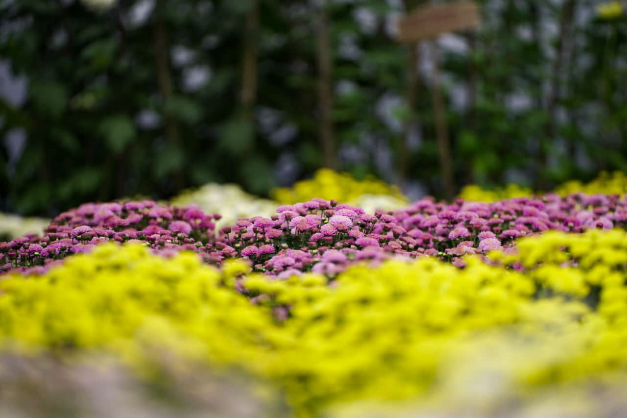 तिहारको उत्सव, फूलको महोत्सव (तस्बिरहरू)