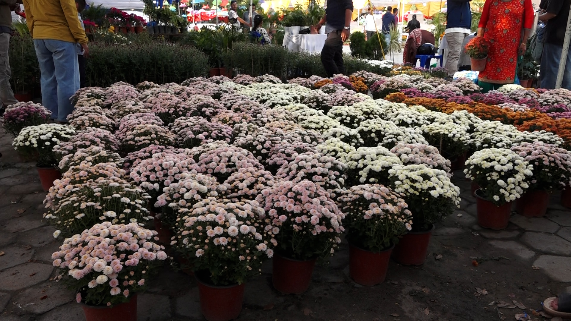 प्लालिष्टकका फूल प्रतिबन्ध गर्न व्यवसायीको माग, नेपाली उत्पादन प्रयोग गर्न सुझाव