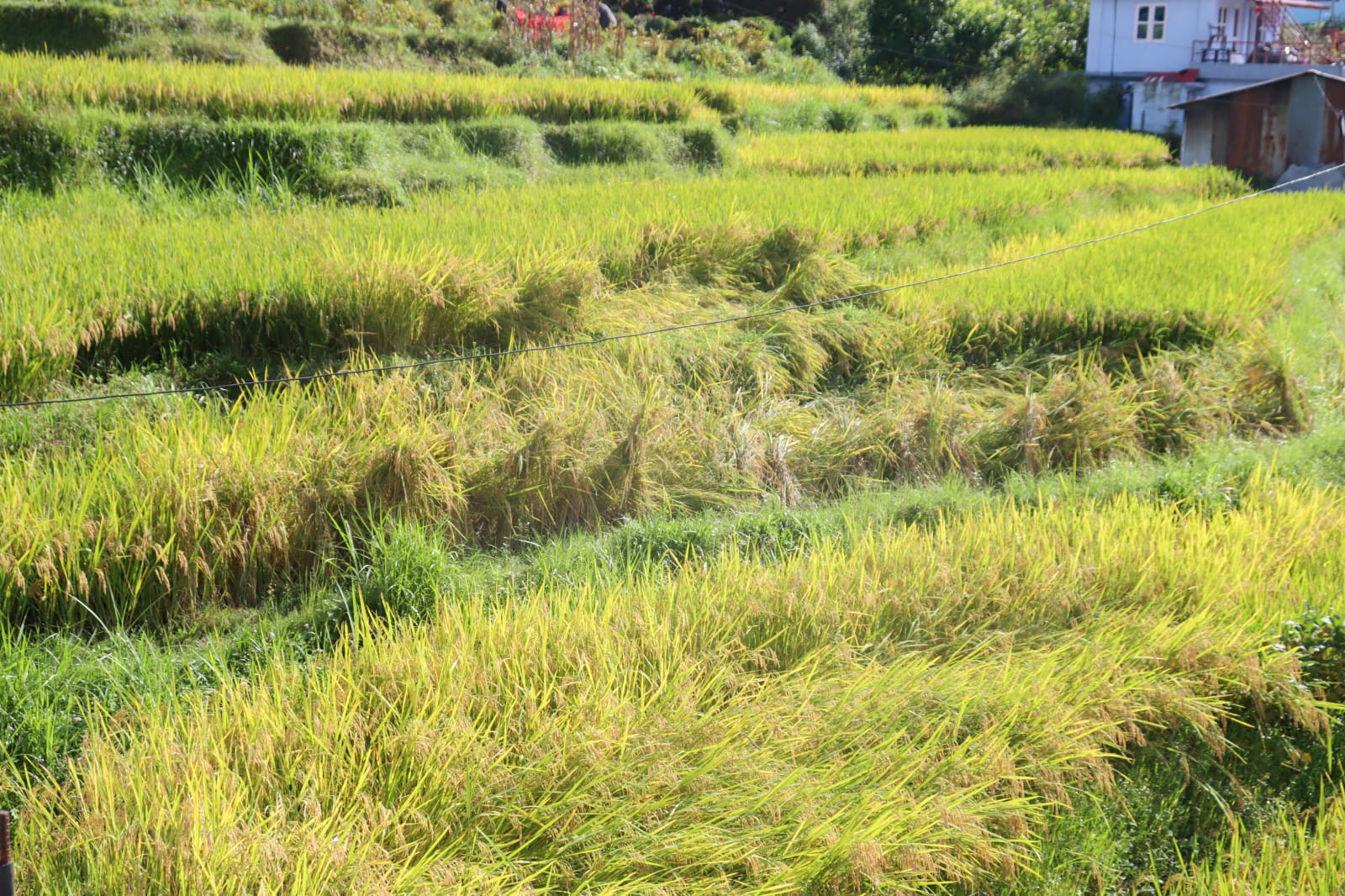 धानको बाला झुल्यो खेतैमा…(तस्विरहरु)