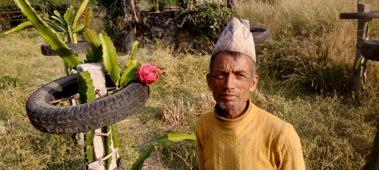 सिँचाईको अभावमा ड्रयागनका बोट सुक्न थाले, मर्कामा किसान