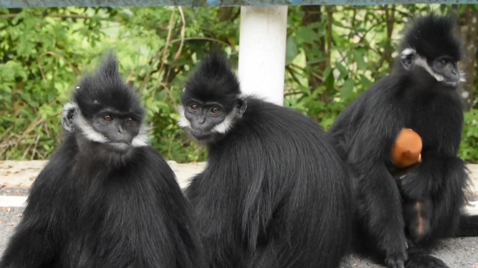 चीनमा दुर्लभ बाँदर फेला, दुर्लभ प्रजातिको संरक्षणमा ठूलो उपलब्धि