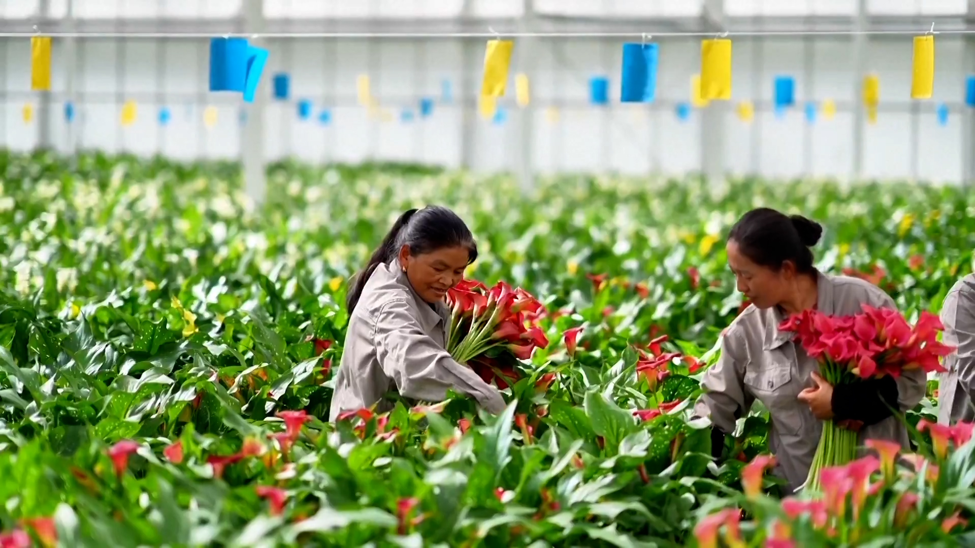 अन्तर्राष्ट्रिय बजारको रोजाइमा चिनियाँ फूलहरू