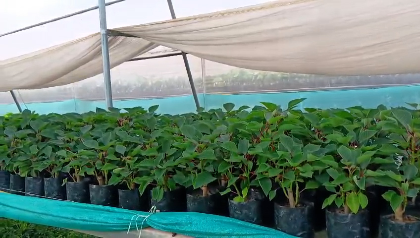 गाउँमा नर्सरी, काठमाडौंमा व्यापार