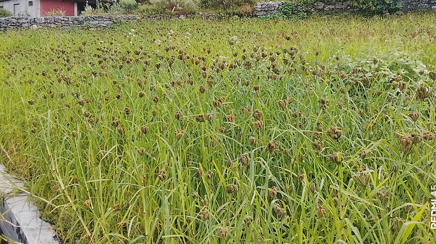 बाजुराको रैथाने बाली कोदोको माग बढ्दा उत्पादन भने घट्दै