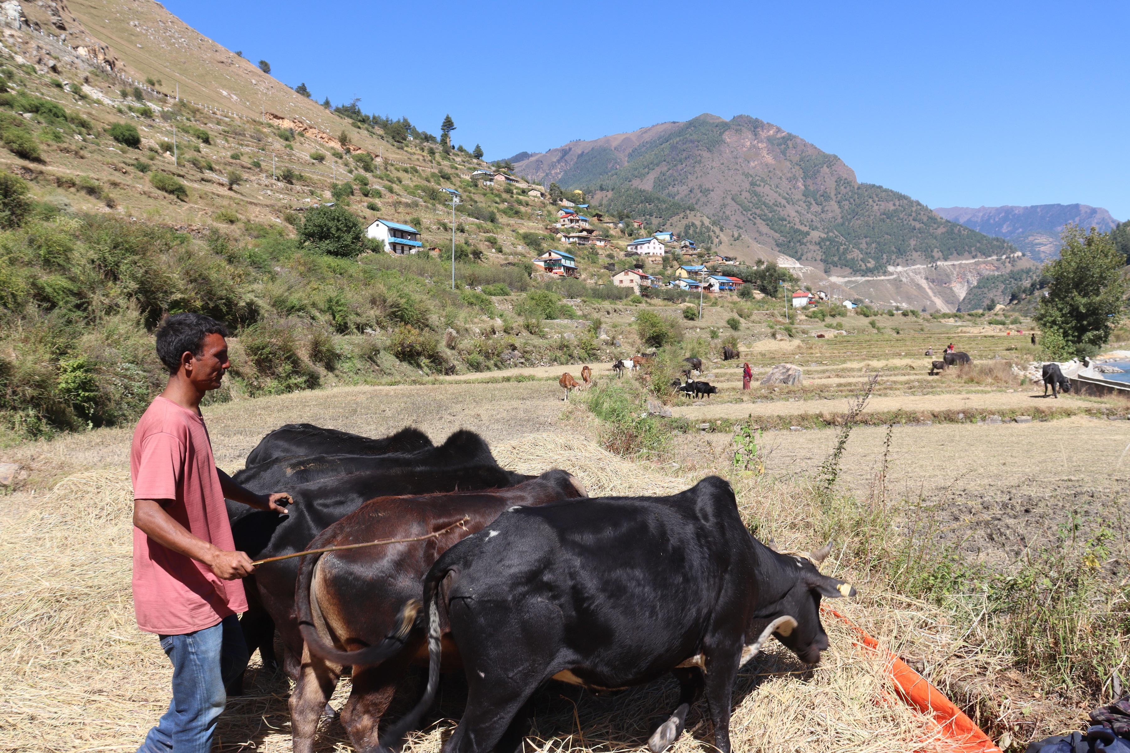 जुम्लामा मार्सी धान भित्र्याउने चटारो