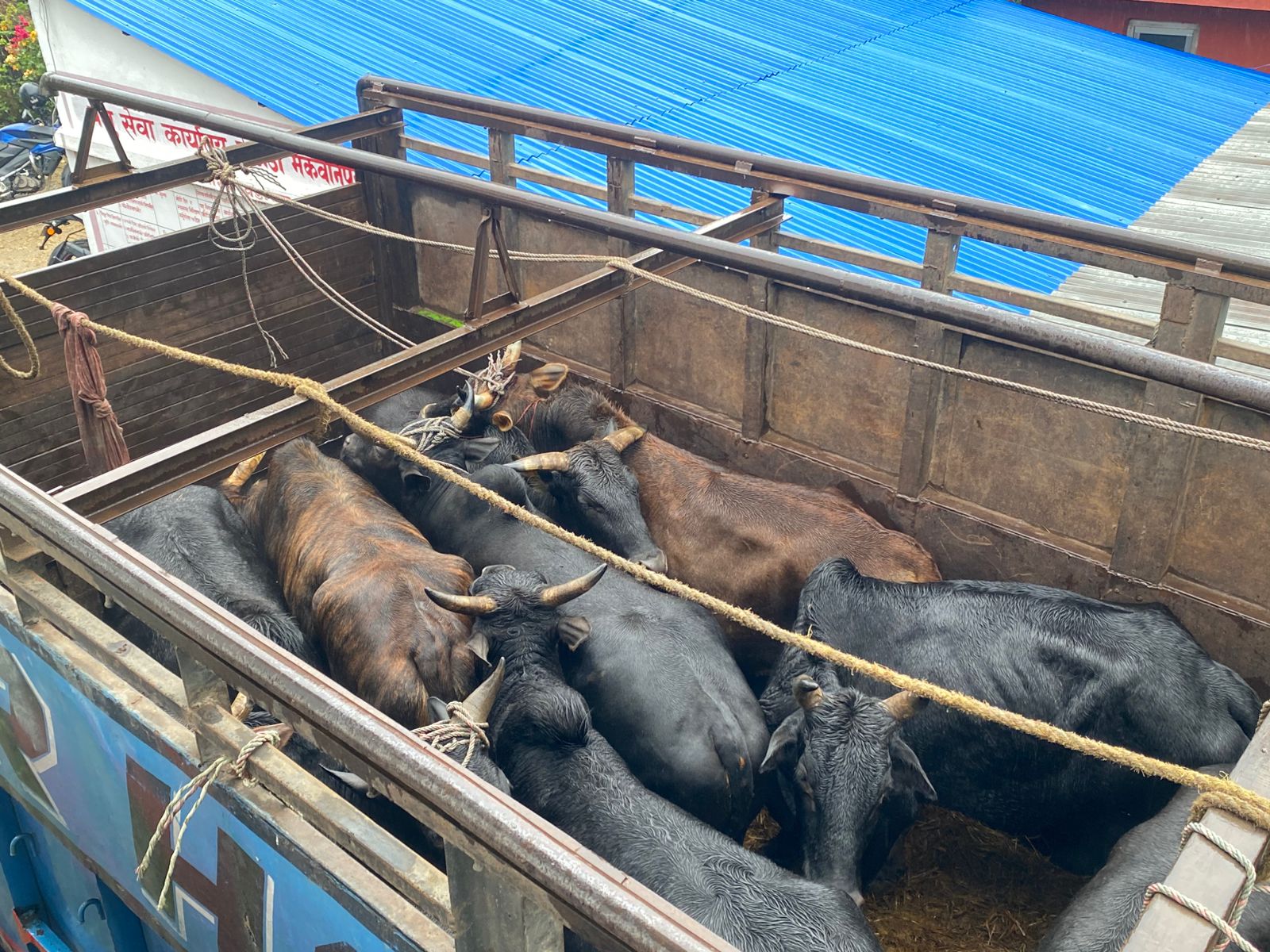 अवैध गोरु तस्करीमा प्रहरीको सफलता, २५ गोरु बरामद