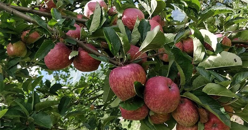 बाजुराको अर्गानिक स्याउ बिक्रीबाट एक करोड बढी आम्दानी