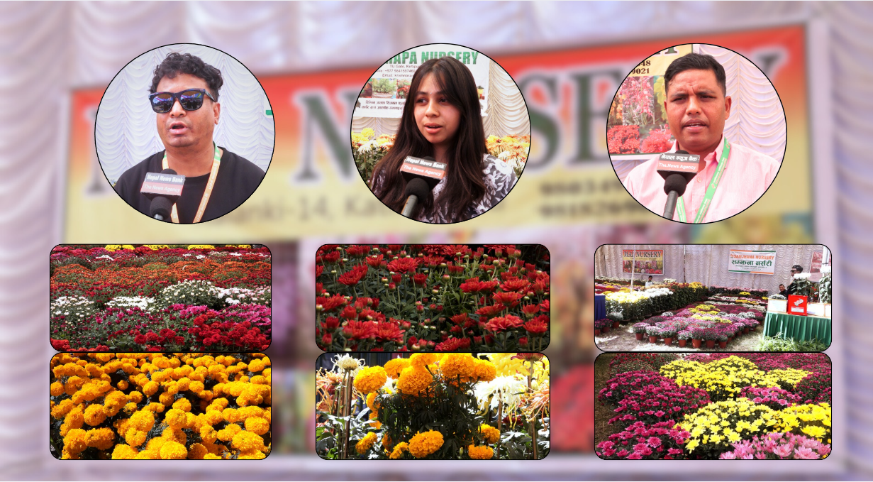 गोदावरी फूल प्रदर्शनी : नयाँ भेराइटी कम, जेनजी आन्दोलनको असर परेको गुनासो