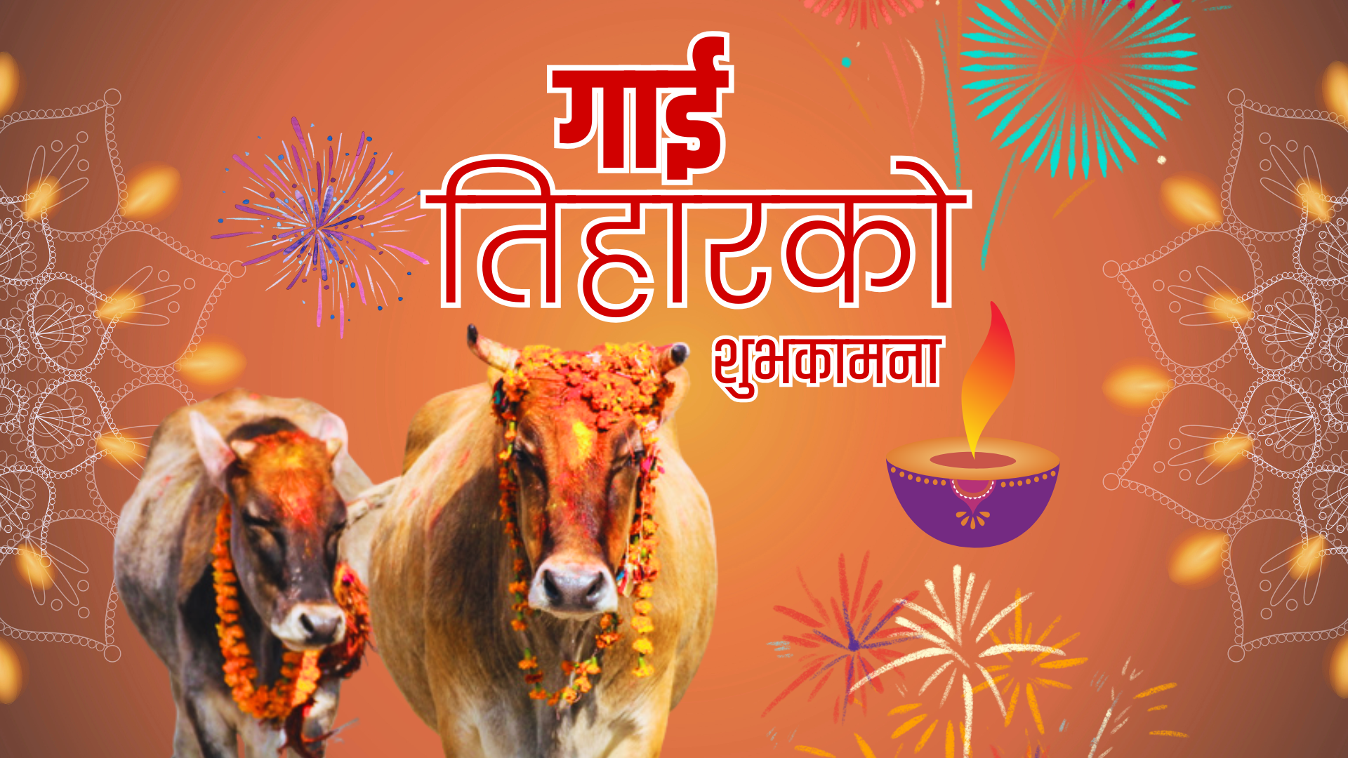 गाई र गोरु पूजाः समृद्धि, कृतज्ञता र प्रकृतिप्रतिको सम्मान