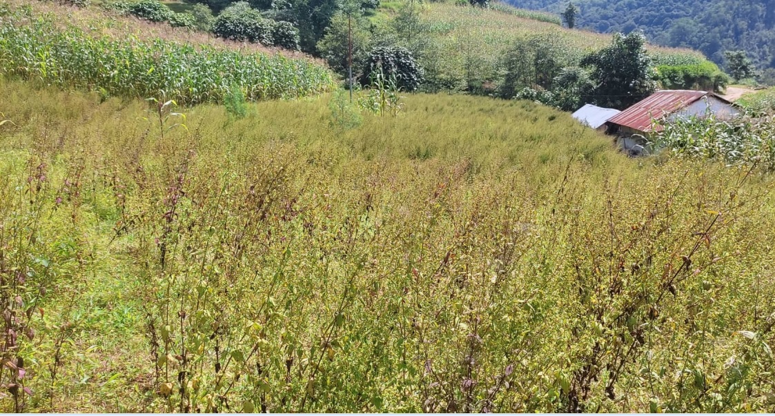 उत्पादित जडीबुटीको उचित मूल्य नपाएको गुनासो