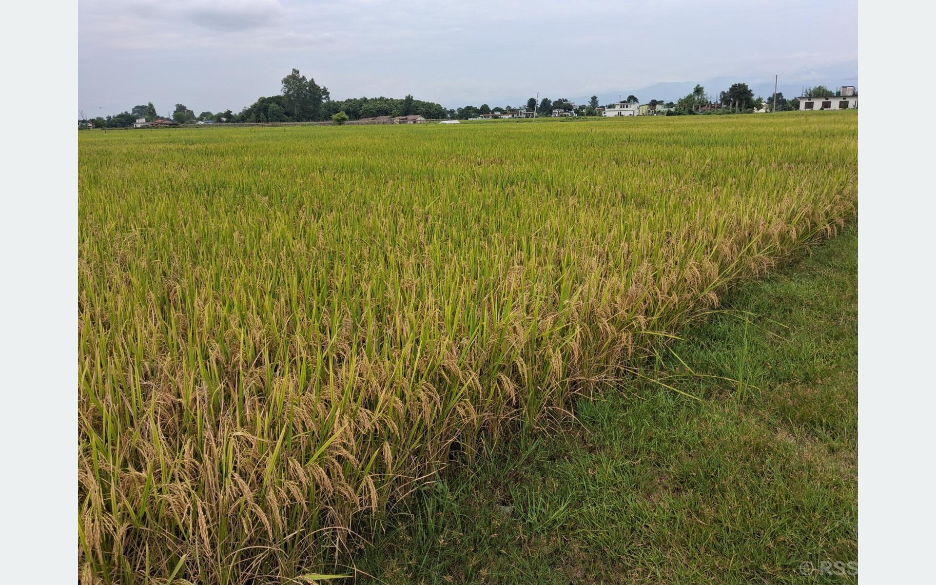 मधेसमा धान उत्पादनमा कमी आउने