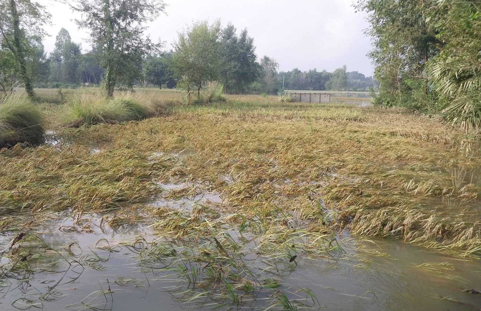 नवलपरासीमा बेमौसमी वर्षाले धान, तोरी र आलुमा क्षति