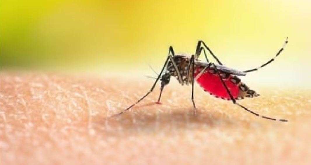 जापानिज इन्सेफ्लाइटिस्बाट यस वर्ष ३५ जनाको मृत्यु